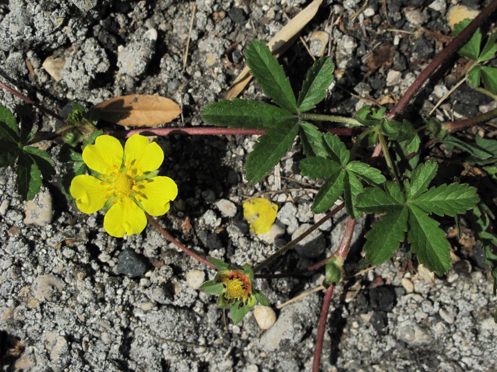 Potentilla reptans